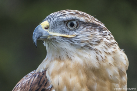 Ferruginous Hawk