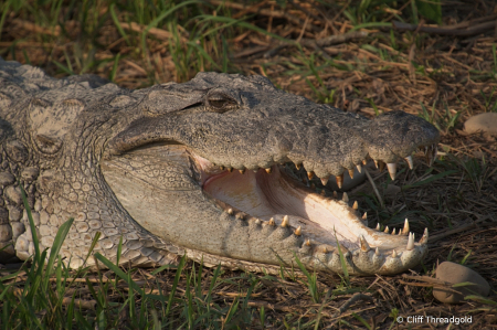 Crocodile, Chitwan, Nepal