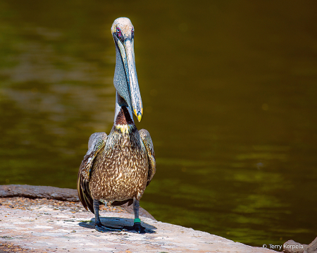 Brown Pelican