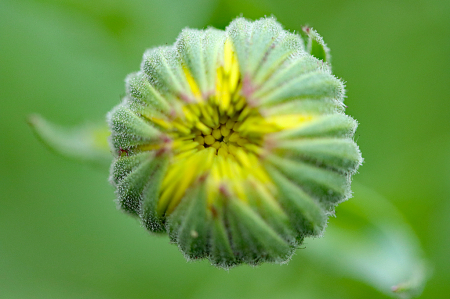 Calendula Bud