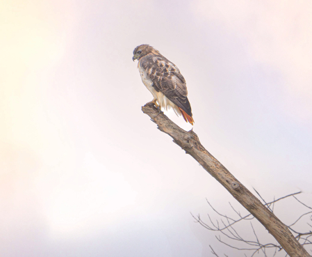 Red Tailed Hawk Over the Road