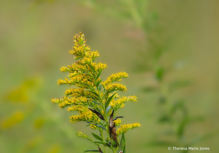 Goldenrod