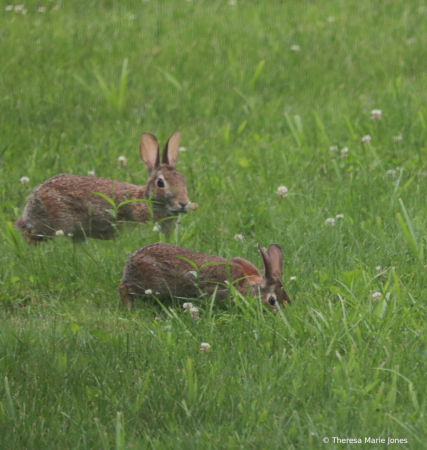 Eating Clover