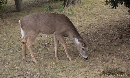 A Button Buck at Sandy Hook New Jersey