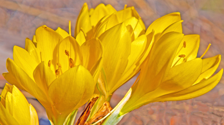 Yellow Autumn Crocus bouquet.