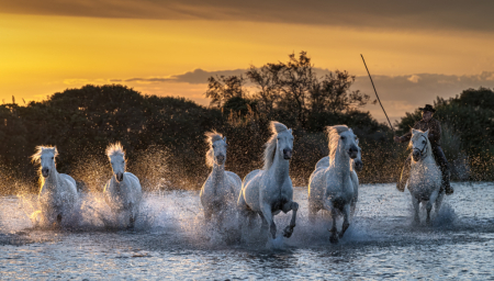 Camargue horses at sunset 3