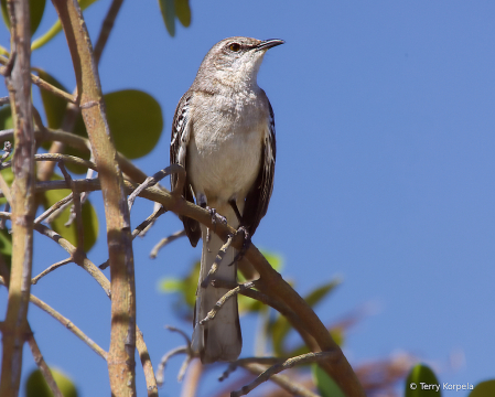 Northern Mockingbird