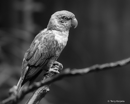 Amazon Parrot B&W