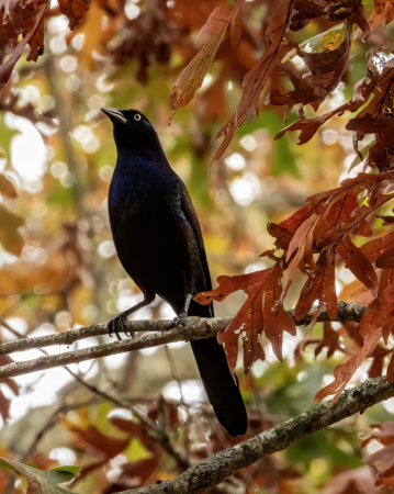 Grackle In Autumn