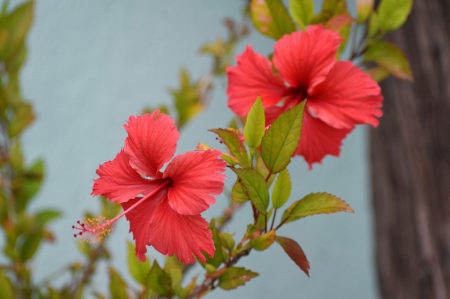 TWO BEAUTIFUL FLOWERS