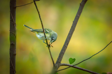 Blue Headed Vireo with Assassin Bug and Heart