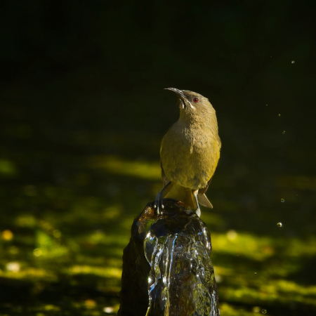 New Zealand bellbird having a drink