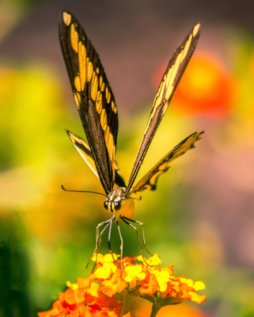 Butterfly Ballet