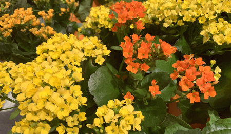 Kalanchoe, in fall colors 