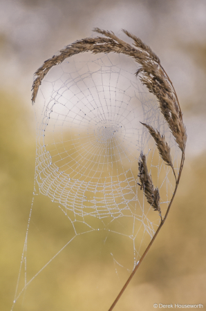 Spiderweb