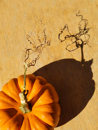 Pumpkin Shadow