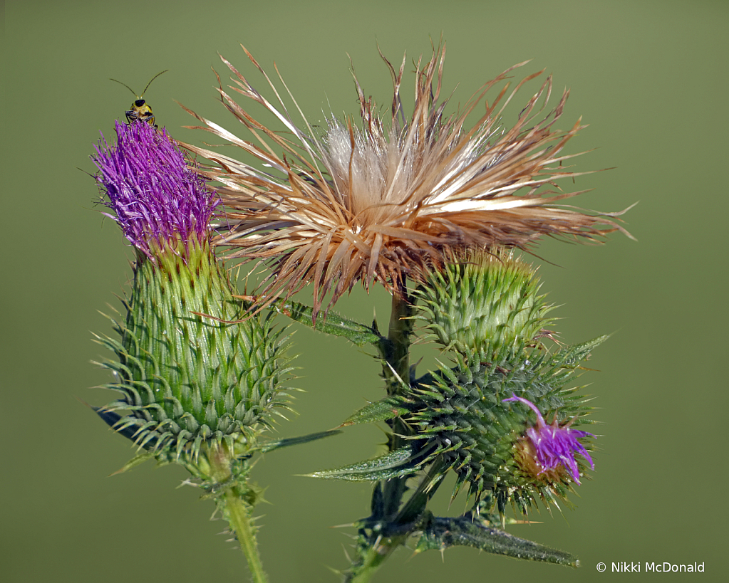 Spear Thistle Stages