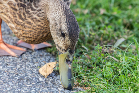 Foraging Mallard 