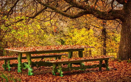 Covered in Autumn