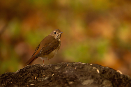 Hermit Thrush in Fall Woods