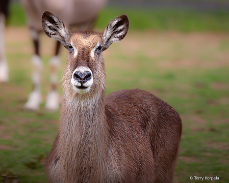 Waterbuck