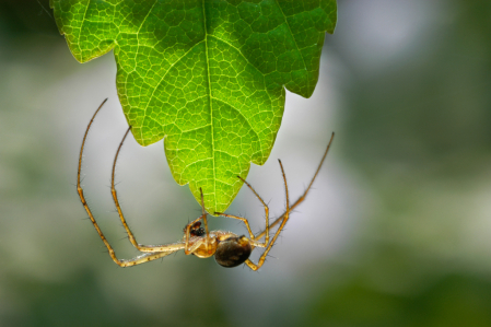 Crossspider equilibree