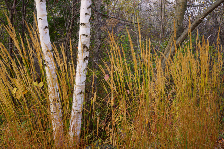 Birches in Autumn