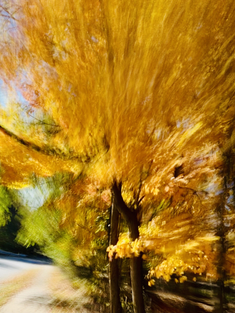 Autumn Abstract 