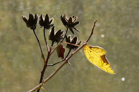 Last Leaf