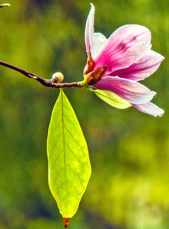 Magnolia's Flower.