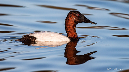 Canvasback Duck (male)