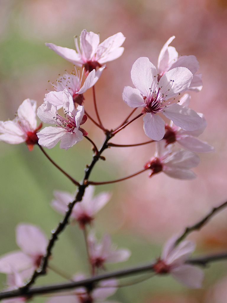 Pink spring