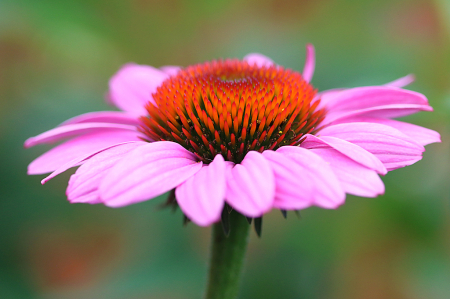 Coneflower