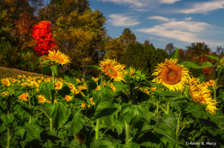 Fall sunflowers captured today