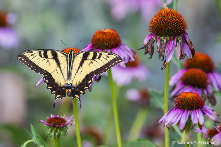 Swallowtail butterfly on coneflowers