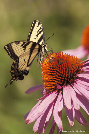 Beautiful Swallowtail butterfly