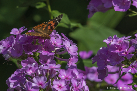 Butterfly on phlox