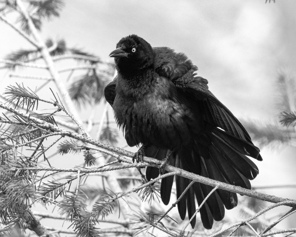 All Puffed Up