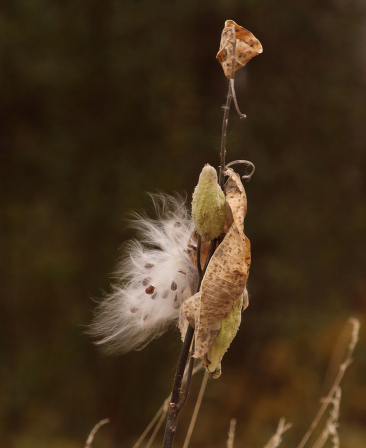 Windblown