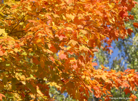 Orange Leaves