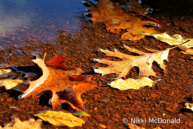 Fall Puddle