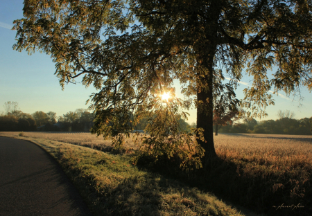 Locust Tree