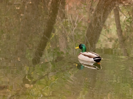 A Mallard on the Pond 