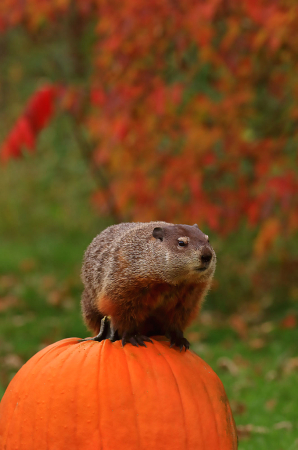 Hedgehog on Pumpkin