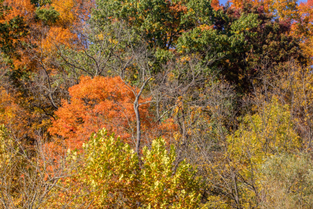 A Fall Tapestry 