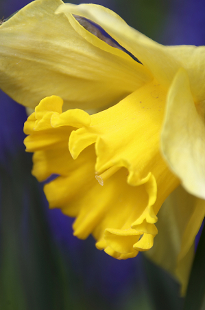 Yellow daffodil close-up