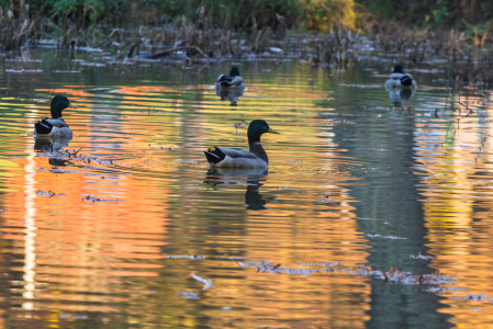 Ducks on a Pond at Sunset 