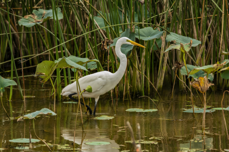 Great Egret