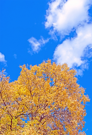 Golden, Blue and White.