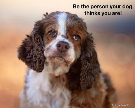 Good Advise From a Cocker Spaniel!